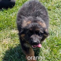 Puppy C - Black and red male German Shepherd puppy in Stuarts Draft, Virginia from Shengulli Shepherds