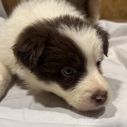 F2 - White and red female Border Collie puppy in Meridian, Mississippi from Border Hollow Border Collies
