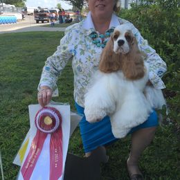 Tessa - Cocker Spaniel