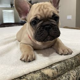 French Bulldog Puppies from Fabi's French Bulldogs