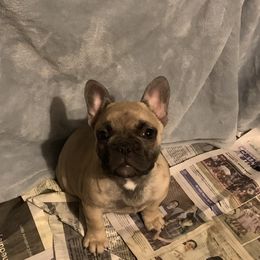 Girl 4 - French Bulldog puppy from Deolin