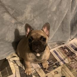 Girl 4 - French Bulldog puppy from Deolin