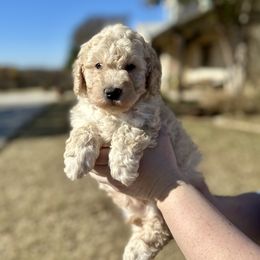 Green Boy - Cream male Goldendoodle puppy in Mc Kinney, Texas from Safari Doodles