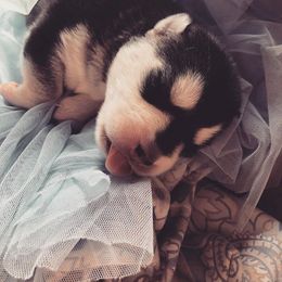 Siberian Husky Puppies from Husky Rose