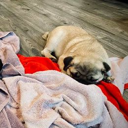 Great Pyrenees, Pekingese, and Pug Puppies from Triptych Kennels