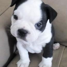 Boston Terriers from Happy Kennels Boston Terriers