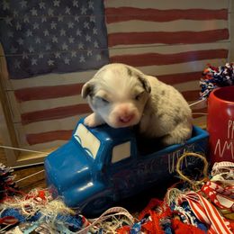 Freedom - Red merle male Miniature Australian Shepherd puppy in Bryan, Texas from T6 Mini Aussies