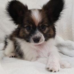 Papillon Puppies from Penny Willow Papillons