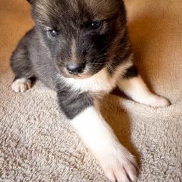 Nika - Agouti and white male Siberian Husky puppy in Grant City, Missouri from Timberline Paws