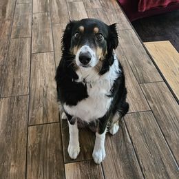 Cressa - Australian Shepherd