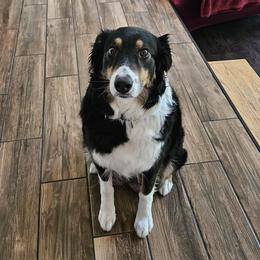 Cressa - Australian Shepherd