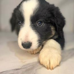 Skye - Black tri female Toy Australian Shepherd puppy in Bethany, Oklahoma from Donna's Toy & Mini Aussies
