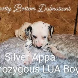 Dalmatian Puppies from Spotty Bottom Dalmatians