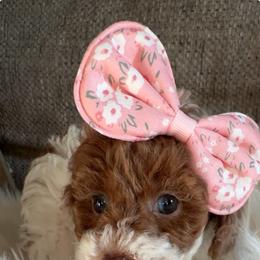 Nova - Parti female Goldendoodle puppy in Decatur, Texas from Scherrer Sweet Goldendoodles