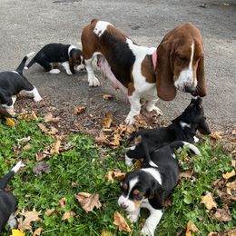 Chloe - Basset Hound