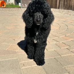 Orange Collar - Black male Poodle puppy in Chino Valley, Arizona from Whiskey Row Royals