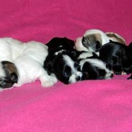 Havanese Puppies from Selah Havanese