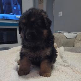 Black - Black and red female German Shepherd puppy in Spring Hill, Florida from Iron Crest Shepherds