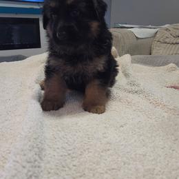 Black - Black and red female German Shepherd puppy in Spring Hill, Florida from Iron Crest Shepherds