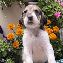 Girl 4 - American Foxhound puppy in Supply, North Carolina from Cedarwood Kennels