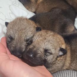 Girl 1 - Silver gray female Czechoslovakian Vlcak puppy in Boon, Michigan from Mikai's Pack