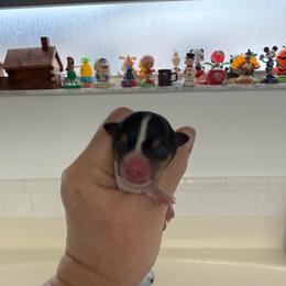 Misty Pup D - White black and tan female Toy Fox Terrier puppy in Clermont, Florida from Debbie Hiles's Toy Fox Terriers