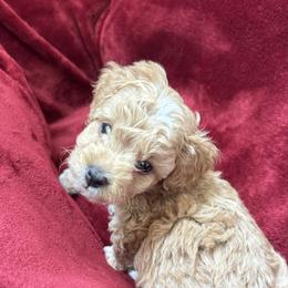 Goldendoodle Puppies from Paws of Doodlws