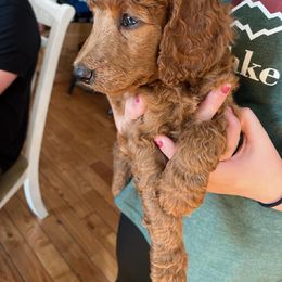 Poodle Puppies from R-Family Red Standard Poodles