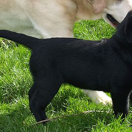 Labrador Retriever Puppies from Cold Creek Farms