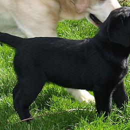 Labrador Retriever Puppies from Cold Creek Farms