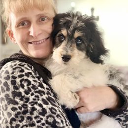 Aussiedoodle, Australian Shepherd, and Miniature Australian Shepherd Puppies from Bline's Awesome Aussies CA