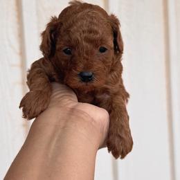Emma - Red  female Poodle puppy in Okc, Oklahoma from Diva’s Designer Dogs