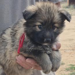Girl 3 Red - Sable female German Shepherd puppy in Lake George, Colorado from High Country German Shepherds
