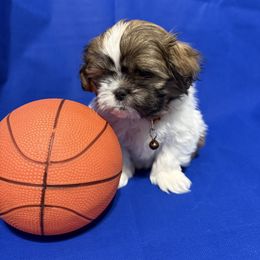 Boy 3 - Shih Tzu puppy from Miracle's Shih Tzus