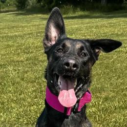 Belgian Malinois, Dutch Shepherds, and xDutch Shepherds from Iron Sight K9s