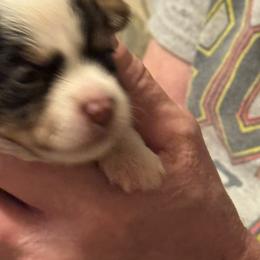 Puppy 3 - Chocolate and tan female Yorkshire Terrier puppy in Elizabeth, Indiana from Dwayne’s Yorkshire Terriers