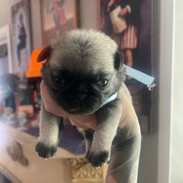 Jackson - Fawn male Pug puppy in Winter Haven, Florida from The Pugarazzi