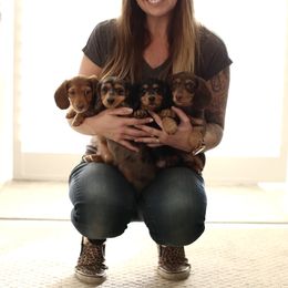 Dachshund Puppies from DreamHaven Kennel