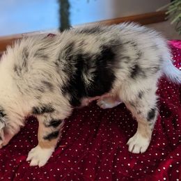 Snowden - Blue merle Australian Shepherd puppy in Grand Island, Nebraska from Heaven Scent Aussies