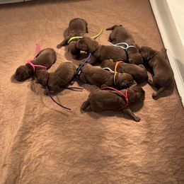 4th Pick Male - Chocolate male Labrador Retriever puppy in Winchester, Kentucky from Bourbon Country Retrievers