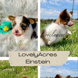 Papillon Puppies from Lovely Acres