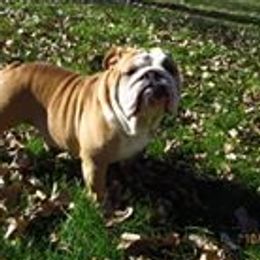 Gwen - English Bulldog