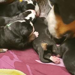 Greater Swiss Mountain Dog Puppies from Prairie Winds Greater Swiss Mountain Dogs