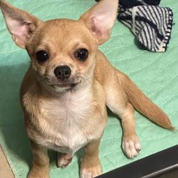 Balto - Red and white male Chihuahua puppy in Miami, Florida from GioVel Chihuahua and Italian greyhounds