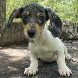 Klaus - Dapple male Dachshund puppy in Industry, Illinois from KDKs Kennels