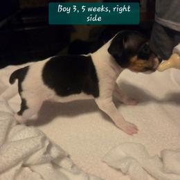 BEE'EM SEA YOU CAN DO IT - White black and tan male Toy Fox Terrier puppy in Conway, South Carolina from Bee'Em Sea Kennel