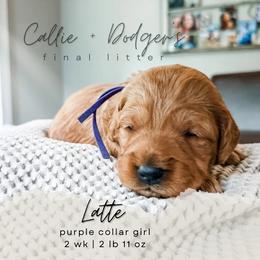 Latte - Red  female Goldendoodle puppy in Tacoma, Washington from Peninsula Doodles