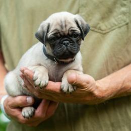 Girl 1 - female Pug puppy in Spokane, Washington from Sweet Mercy Farm