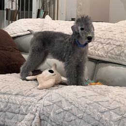 Bedlington Terrier Puppies from LAMZ Bedlington Terriers