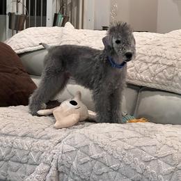 Bedlington Terrier Puppies from LAMZ Bedlington Terriers